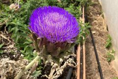 IMG-5575a0591c12feabe5ceecf51ee95279-V